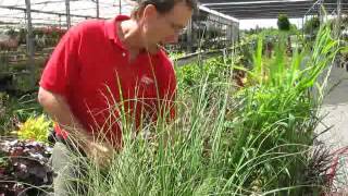 Perennial Grasses Meadows Farms Nurseries [upl. by Corabelle]