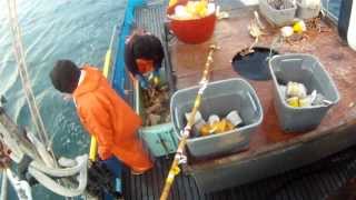 Commercial Dungeness Crab Fishing [upl. by Fabrianne]