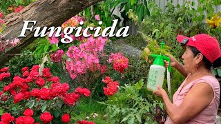 COLOCA ESTE AGUA que MATA cualquier HONGO de tus PLANTAS  Fun gicida casero con Hojas de PAPAYA [upl. by Enelrats]