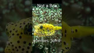 5 Weird Boxfish Facts That Will Blow Your Mind critterchronicles shorts [upl. by Eliason892]