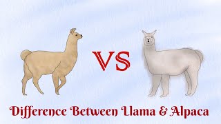 Llama VS AlpacaWho has banana shaped ears [upl. by Asserrac]