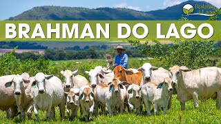 BRAHMAN DO LAGO  BOA ESPERANÇA MINAS GERAIS [upl. by Emerick]