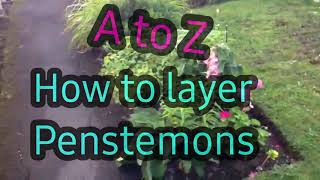 A to Z how to take Penstemon cuttingslayering guaranteed results [upl. by Animrac961]