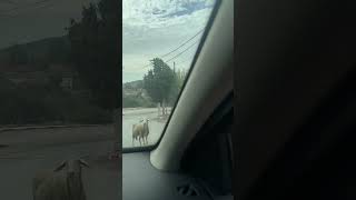 Sheep Guarding the Road in North Africa and Refusing to Move for an Oncoming Car [upl. by Lucie]