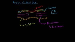 Formation of the Neural Plate [upl. by Farmann632]