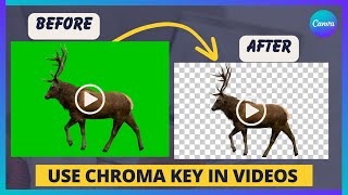 How To Use Chroma Key in Canva Videos EASY 1 CLICK  Remove Green Screen In Canva [upl. by Theda900]