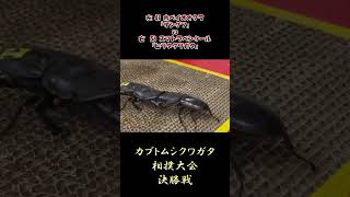 ホペイオオクワガタ ザングフ vs スマトラベンクール ヒラタクワガタ 昆虫バトル 虫バトル [upl. by Nahtahoj]