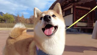 Shiba Inu Dogs Trip To South Korea 6 Month Compilation [upl. by Assennav610]