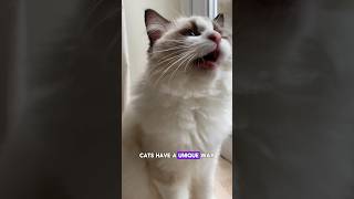 Do You Know How Cats Communicate With Humans shortsragdoll [upl. by Cherida]