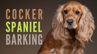 Cocker Spaniel Barking amp Growling How to make your Cocker Spaniel Bark [upl. by Alain]