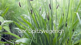 Der Spitzwegerich  Viriditas HeilpflanzenVideo [upl. by Edwina]