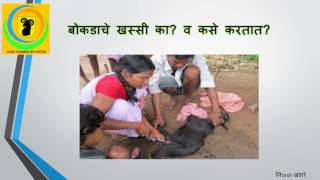 बोकडाचे खस्सी का व कसे करतात Goat Castrat is important and how it done [upl. by Savory]