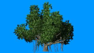 tree  Bengali cowardly  in the wind  blue screen effect [upl. by Wrightson]