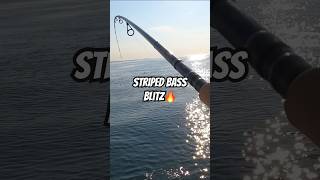 Striped Bass TOPWATER Action🔥fishing saltwater stripedbassfishing longisland lighttackle fish [upl. by Gilmour]