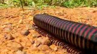 Millipede [upl. by Laband]