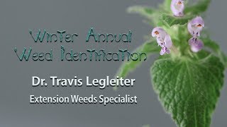 Winter Annual Weed Identification [upl. by Yetac596]