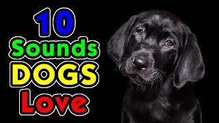 10 Sounds Dogs Love To Hear the Most [upl. by Ellerrehc]