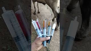 Cattle treatment injection dega [upl. by Bushweller]