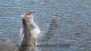 Classic Barramundi Lures [upl. by Gerrard]