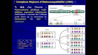 13 IMMUNOLOGIE S5  Molécules du SI  CMH [upl. by Nnylesor]