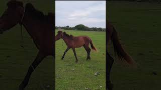 Wild Horse in delft island sri lanka [upl. by Hendren893]