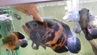 Petting my giant oscar cichlid [upl. by Pruchno]