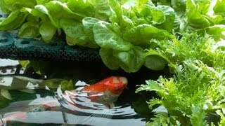 生生不息Hydroponic cultivation of water in which Natural reproduction koi [upl. by Agnizn]