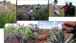 2017D1S4L1 Mauritz de Bruin Threats facing the survival of Encephalartos cycad species [upl. by Fidellas]