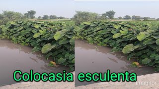 Elephant Ear plants careColocassia plant propagation [upl. by Ennaj]