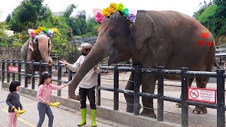 Kasih Makan Gajah dan Naik Kuda di Kebun Binatang [upl. by Kimbell]