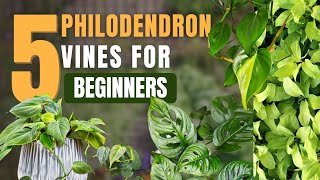 5 Philodendron climbing plants for indoors  Micans  Adansonii  Ceylon  hastatum  heartleaf [upl. by Ymorej]