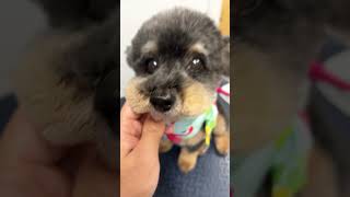 Itsie Bitsie little toy poodle 🐩🐾 toypoodle doglover doggrooming [upl. by Batty]