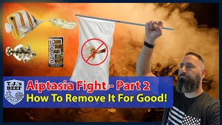 Aiptasia Fight Part 2  Eliminating Reef Pest And Removing It For Good [upl. by Bergstein]