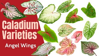 Caladium Varieties  Over 100 Angel Wings with MOODY BLOOMS [upl. by Feenah]