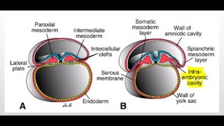 Development of the Intraembryonic coelem cavity [upl. by Rufe]