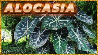 ALOCASIA 12 ESPÉCIES PARA VOCÊ ESCOLHER A SUA [upl. by Novla880]