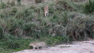 Lioness stalking a male leopard [upl. by Nnairac]