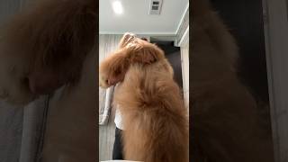 The real life Clifford the Big Red Dog goldendoodle transformation bigdog fluffydog [upl. by Farly724]