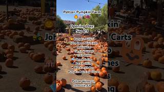 Peltzer Pumpkin Farm in Temecula Valley Wine Country 🎃🌄🍂🚂🎪🍇🎻 visittemecula temecula short [upl. by Ailema]