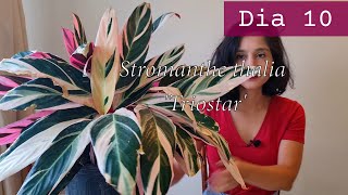 Stromanthe thalia Triostar Dia 10 de 30 30 dias de planta [upl. by Eerrehc]