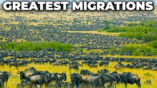 Greatest Animal Migrations Of The World  Travel Video [upl. by Sirad386]