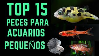 TOP 15 Peces para acuarios pequeños  10L  40L [upl. by Analihp]