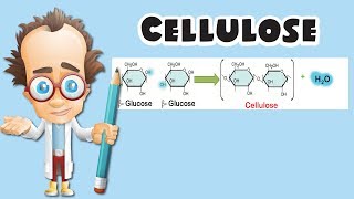 Cellulose [upl. by Nnailuj224]