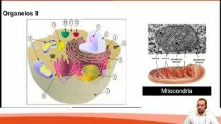 Clase 1 Biología 2013 Organización estructura y actividad celular I [upl. by Lazarus]