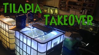 BREEDING TILAPIA In Aquarium  Tilapia Breeding Project Inspiration Setup and FAILURE [upl. by Assilam]