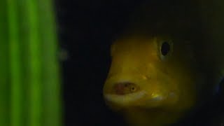 Young cichlids in the mouth of the motherfish  Mladé cichlidy v tlamce své matky Panasonic GH3 [upl. by Rennob]