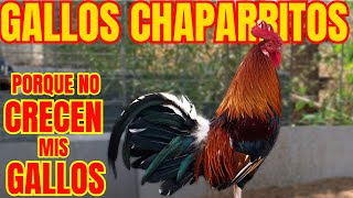 GALLOS CHAPARROS POR QUE NO CRECEN MIS GALLOS [upl. by Rodmur]