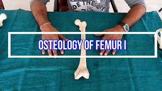 Osteology of femur II Side side determination  Anatomical Position  Attachments  Applied [upl. by Llednik934]