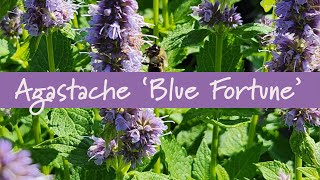 Agastache Blue Fortune at Prides Corner Farms [upl. by Eibbed228]