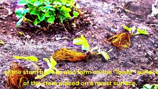 Auxin Complete Guide Mastering Plant Growthऑक्सिन संपूर्ण मार्गदर्शिकापौधों वृद्धि में महारत [upl. by Polly765]